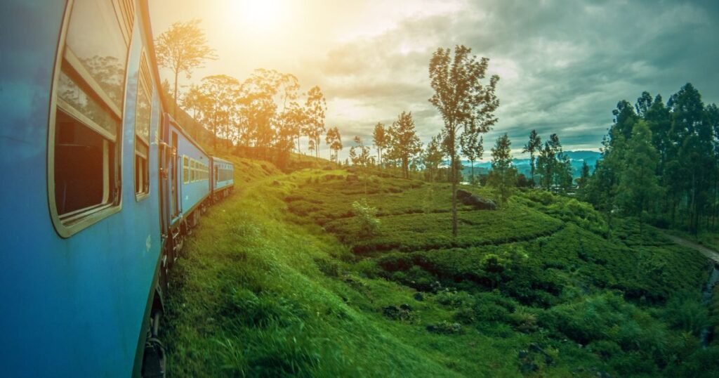 train forest