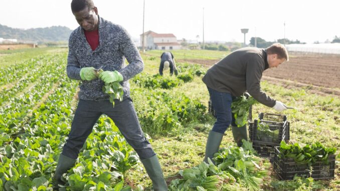 BecomeACanadian - immigrants travailleurs agricoles