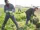 BecomeACanadian - immigrants travailleurs agricoles